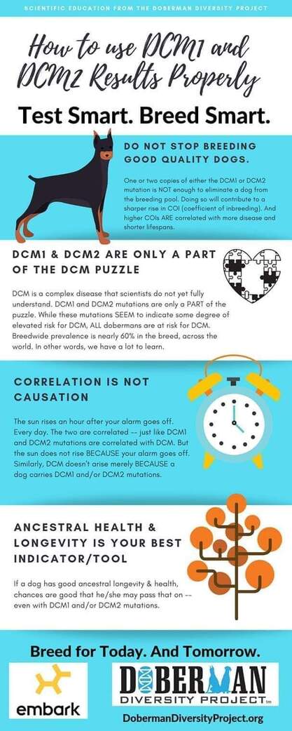 DCM and the Doberman Crisis - JACKSON'S 